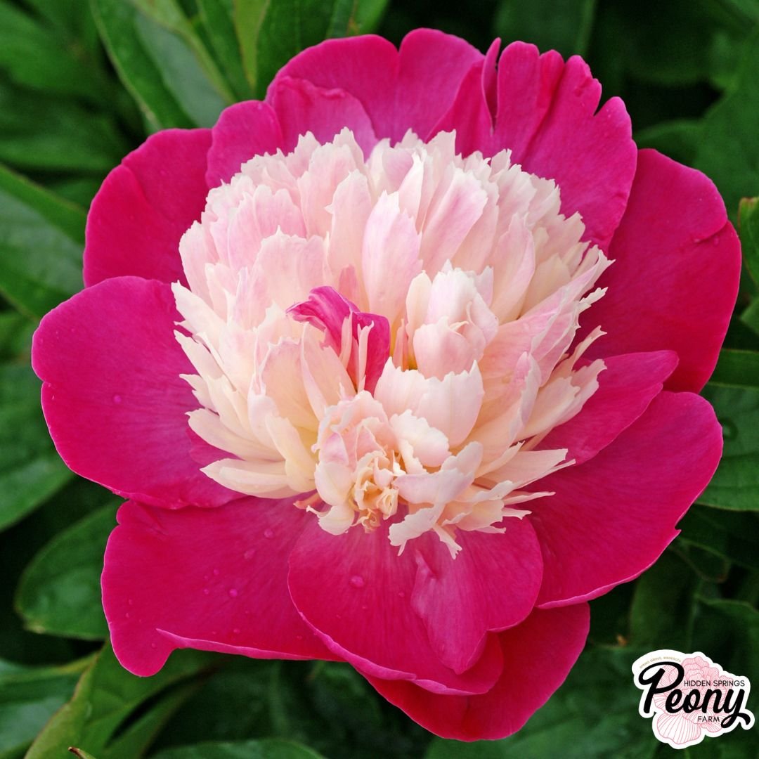 White Cap Peony — Hidden Springs Peony Farm White Cap Peony — Hidden Springs Peony Farm